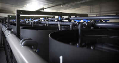 Our new feed/nutrition shrimp research system is ready