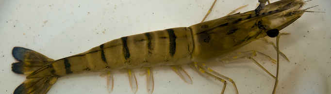 Welcome at Aquaculture Farming Technology