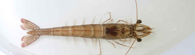 Welcome at Aquaculture Farming Technology