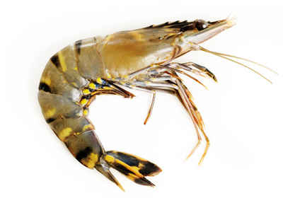 AFT signed a contract for the engineering of an shrimp farm in West Africa.