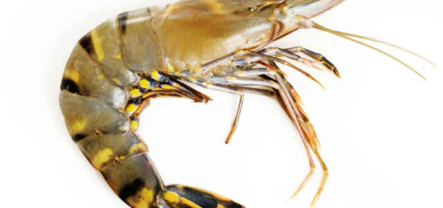 AFT signed a contract for the engineering of an shrimp farm in West Africa.
