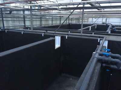 Vannamei Shrimp farm Italia 