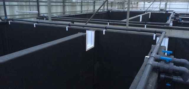 Vannamei Shrimp farm Italia 