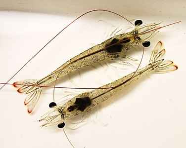 Austria,Tirol Shrimp Pilot project