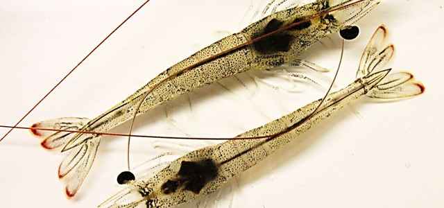 Austria,Tirol Shrimp Pilot project