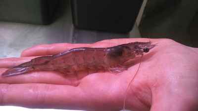 Update on Shrimp project Austria Tirol