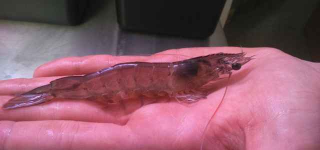 Update on Shrimp project Austria Tirol