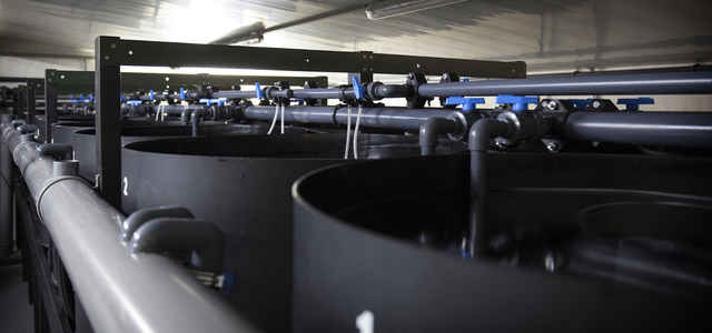 Our new feed/nutrition shrimp research system is ready