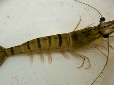 monodon