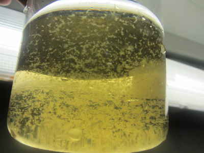Bioflocs
