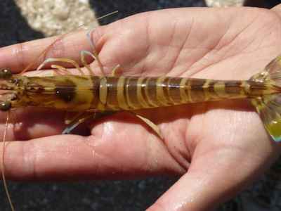 Japonicus