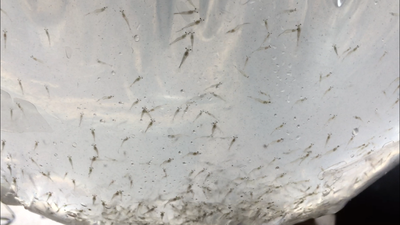 2018 - June new larvae arrived