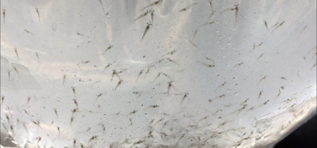 2018 - June new larvae arrived