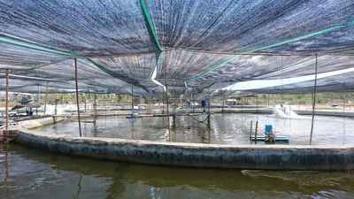 Shrimp Farm Techniques