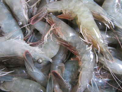 Shrimp harvest from our research system