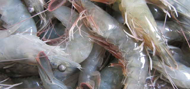 Shrimp harvest from our research system